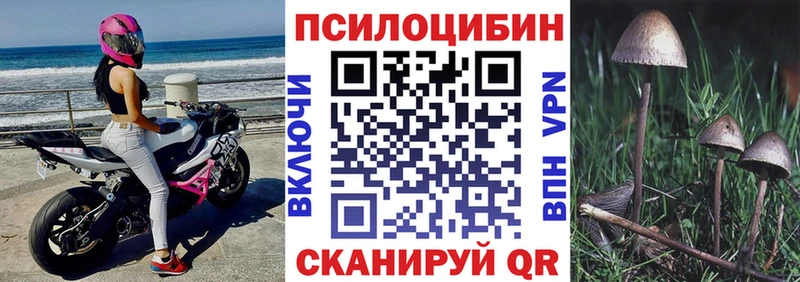 Галлюциногенные грибы Psilocybe  Клинцы 